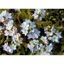고산애기물망초 10cm화분묘 (묘종 3개) 노지월동 다년생 고산식물 암석정원식물 키작은물망초 천지가야생화