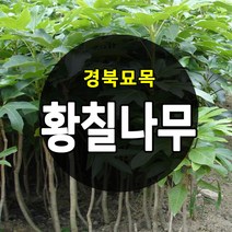 [경북농원] 황칠나무묘목 1-3년생, 황칠나무묘목 1년생 포트묘(20-30cm)
