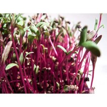 미국직구 비트 씨앗 비트 싹트기 씨앗 마이크로그린 싹트기 8온스 NONGMO - 컨트리 크릭 에이커즈 브랜드 - 높은 싹트기 - 즙내기 정원 가꾸기 수경재배 샐러드 새싹 키우기, 상세참조, 수량