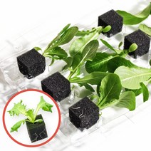 스마트팜 수경재배 유럽상추모종 14종 골라담기, 이자벨 (1개입)