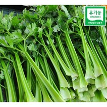 싱싱아삭 친환경 유기농 채소 1-3KG 케일 샐러리 신선초 공심채 무농약 쌈채소 샐러드채소 즙용 주스용 유기농케일 케일즙 유기농쌈채소 모듬채소 쌈채소 캐일 채소 샐러드야채, 유기농 샐러리 500g (포장/택배비 포함)