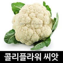 흰색 콜리플라워 씨앗 컬리플라워씨앗 꽃양배추 100알