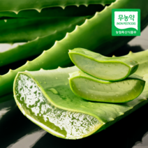 친환경인증 무농약 알로에베라 생알로에 식용알로에 사포나리아, 알로에베라 3kg, 1개