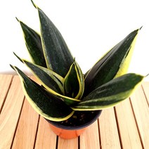 무늬 산세베리아 키우기 쉬운 실내 거실 화초 반려 희귀식물, 단품