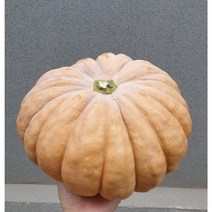 [23년] 국내산 햇 늙은호박 맷돌호박, 생늙은호박-3kg