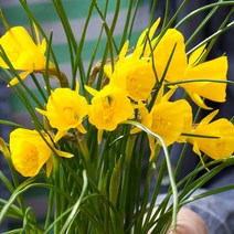 시즌플라워 [초화류]수선화(원종)-골든벨 구근1개, 1개