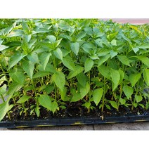 안산 플라워마트 일반고추 모종 20개