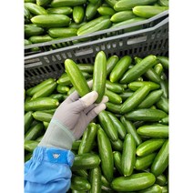 국산 미니오이 베이비오이 1kg, 미니오이 1kg