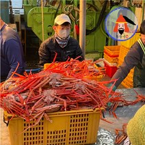 황장군 박달 자숙 연지 홍게 대게 구룡포 3kg 수율 80%이상, 3kg(10~12미), 1개