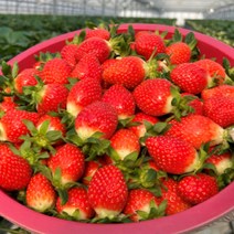 [산지직송] 경남 하동 딸기 생딸기 설향딸기 금실딸기 킹스베리 제철 과일 1kg, <a.2> 설향딸기 750g (24구)” class=”wr-img”></a></div>
</p></div>
</p></div>
</p></div>
<div class=