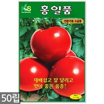백작두콩 씨앗 10립 - 작두콩 작두콩씨앗 작두콩씨 콩씨앗 콩씨 씨 주말농장 텃밭, 11_홍일품토마토(50립)