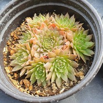 [다육식물]바위솔-브론즈파스텔