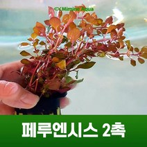 초보 수초 키우기 페루엔시스 2촉, 단품