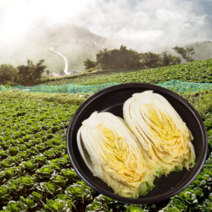 [예약배송] 먹사부 땅끝 해남 절임배추 소금 절인배추 직거래 국산 맛있는 김장 김치 20kg 20키로 3kg 양념X 지정일 가능, G.지정일배송(가장빠른날짜)