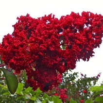 배롱나무 묘목 다이너마이트 - 4치장포트 3개