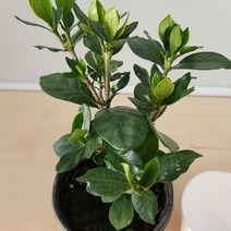 [용이네 화원] 잊지못할 향기 하얀꽃 치자나무 소형 045 화원 농원