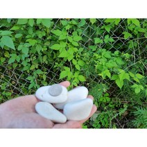 자연산 바다 자갈 자연자갈 해미석 에그스톤 백자갈 흑자갈 20kg 마당 정원 베란다 인테리어, 백자갈3호(3~4센치)