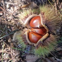 나나언니 부여밤 햇밤 알밤 대 1kgX10봉지