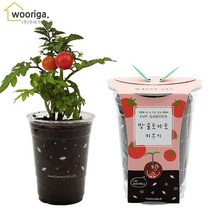 우리가스토리 미니화분키우기 꽃 화초 공기정화식물 새싹 허브 텃밭 화분 상추재배 새싹키우기, 1팩, 컵가든_방울토마토