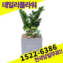 금전수 개업축하화분배달 개업식 개업선물 식당 카페 개원 집들이 승진 취임 부임 영전 전국당일 실내관엽식물 배송