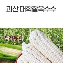 가을 생물옥수수 괴산대학찰옥수수 산지농부직송 생물옥수수, 20개, 박스포장