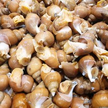 동해안 자연산 백골뱅이 생물 골뱅이탕 백골뱅이탕 생골뱅이, 소 1kg 35~45미