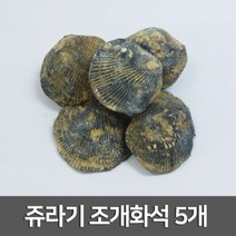 쥬라기 조개화석 5개R-만들기키트
