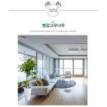 없음 [반값화분] MAIN-대형뱅갈고무나무150 직접배송 축하화분 개업화분 거실화분 카페화분 인테리어화분 아레카야자 극락조 알로카시아 파키라 고무나무, 원통화이트