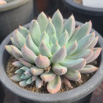 [소소한다육] 해밀턴 Echeveria Hamilton 다육식물