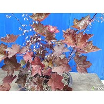 지산농원 휴케라-완성작 야생화