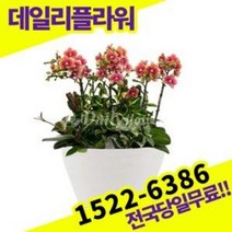 금나비 서양난 란 개업 승진 인사이동 축하 고급난