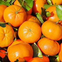 제주 노지 감귤 황금향 제주도 밀감 귤 하우스 5kg 10kg, 달콤상큼 햇노지감귤, 소과 10kg