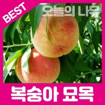 합리적 가격의 복숭아나무묘목(백도 경봉 황도 천도 신비복숭아), 천도 접목묘 상묘