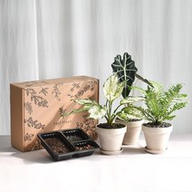 [필키트]공기정화식물 키우기 키트 DIY 수업 몬스테라 외21, [필키트] 실버레이디