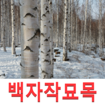 (성실G)백자작(자작나무)묘목(2년생포트) 10그루