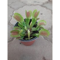 파리지옥 식충식물/파리 나비 거미가 죽어요., 1개