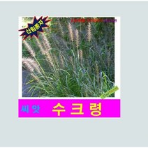 산림종자 수크령씨앗 500 립