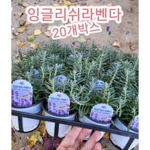 잉글리쉬라벤다 20개박스/추운강원도에서도 월동되는 허브의퀸