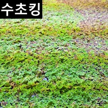 [수초킹] 키우기 쉬운 초보수초 만강홍 (부상수초) / 수초맛집, 약 100잎