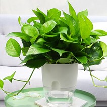 모리앤 원형 저면관수 화분 2p 화이트 (대)