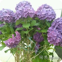 목하원예조경 수국나무 묘목 (제주탐라수국 ) 개화주 화분묘