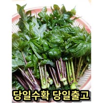 [예약]엄나무순 안동산 야생 개드릅 음나무순, 4Kg, 1개