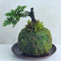 일본 크리에이티브 이끼 공 냄비 새 둥지 꽃병 꽃 식물 홈 오피스 데스크 테이블 가정용 석곡속 정원 DIY 장식, Outer diameter 7CM