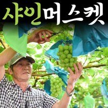 산지직송 고당도 씨없는 샤인머스켓 포도 수출용 가정용 선물용 설 추석 명절 과일 선물세트 1kg 2kg 4kg 특등급 망고포도, 2.가정용_2kg내외