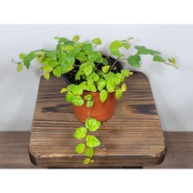 [나랑너랑꽃]휘커스 - 푸밀라 (제주 모람)