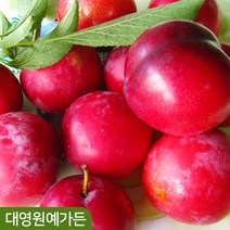 뿌리묘) 자두나무 5종 접목1년 과일나무, 02. 왕자두 - 접목1년