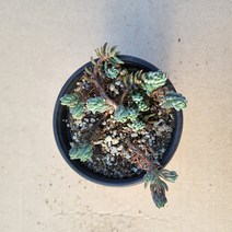 블루세덤 노지월동