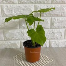 QSI105326 디아코니아 호프셀렘(소) 실내공기정화식물 공기청정식물 호프셀렘키우기