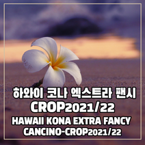 (커피생두) 95 하와이 코나 엑스트라 팬시 1kg