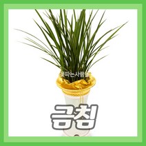 (주)꽃파는사람들 <금침> 동양란 동양난 난배달 개업 승진 영전 이전 취임 퇴임, 1개” class=”wr-img”></a></div>
</div>
</div>
</div>
<div class=